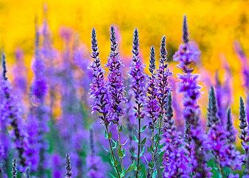 《EA Sports FC》新Logo公开 确认有英超、欧冠