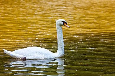 Netflix收购休闲游戏开发商Spry Fox工作室